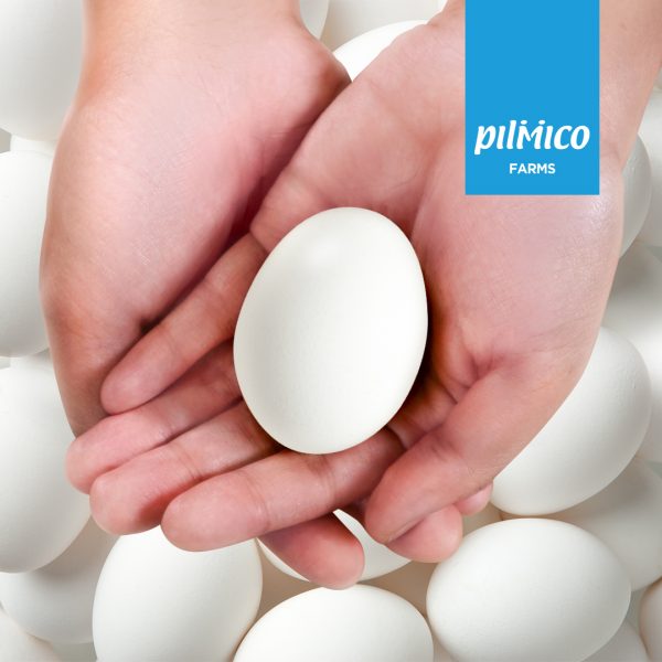 Holding a fresh egg from Pilmico Farms